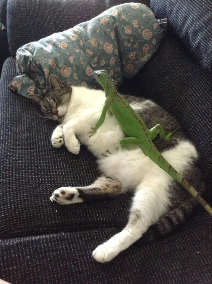 El gato durmiendo feliz. A Iggy le gusta ponerse encima porque está blando y cálido