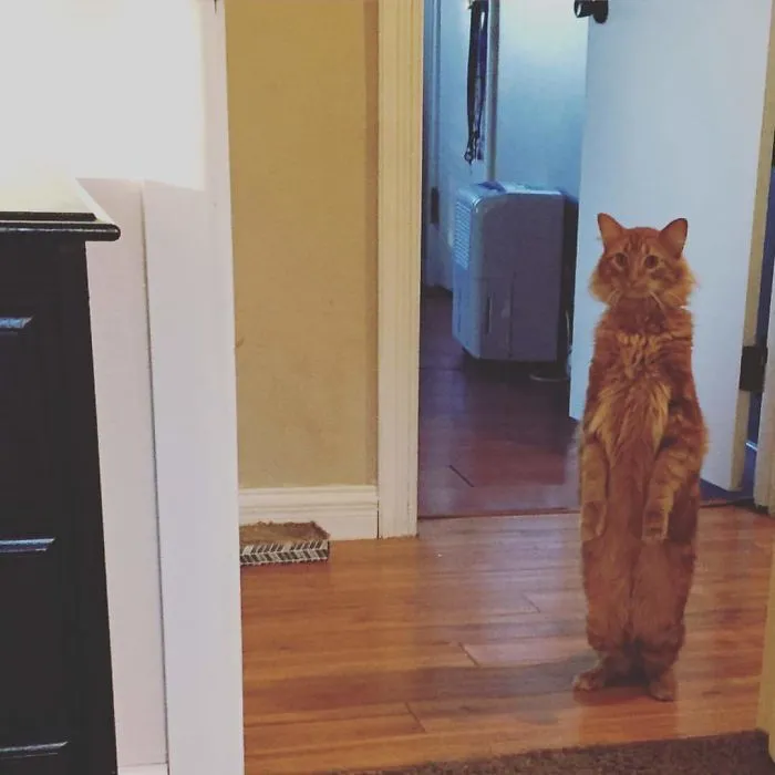 My Brother's Cat's Reaction To New Furniture