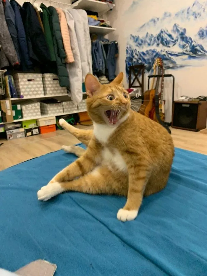 Gato reaccionando ante el 2020