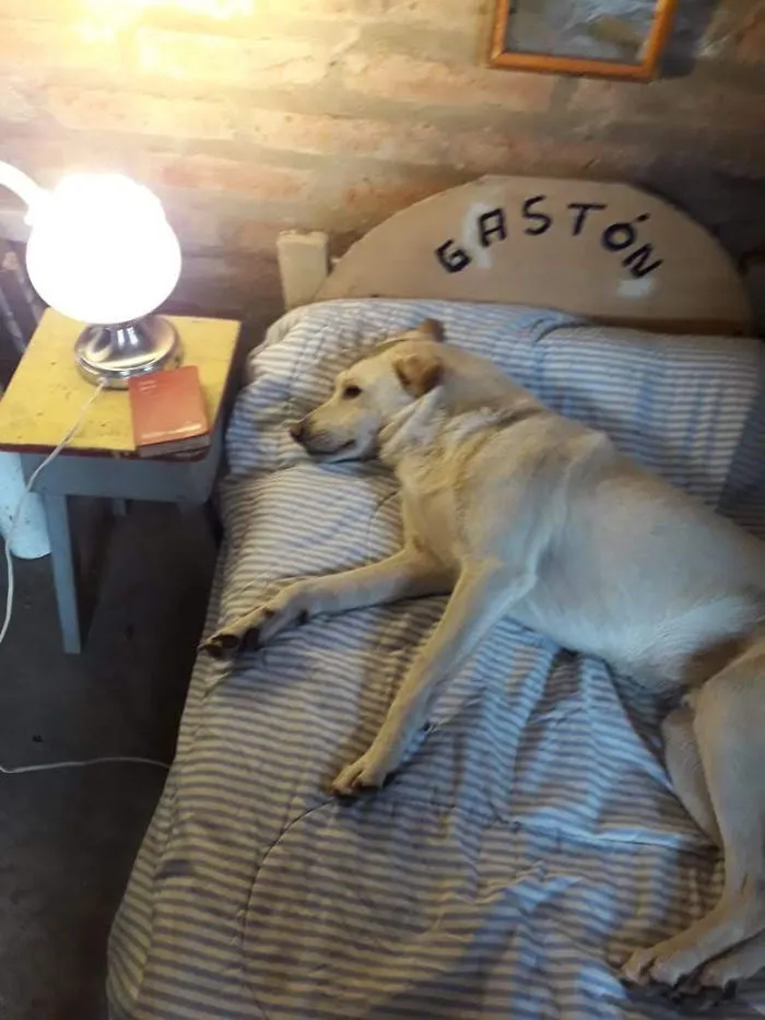 Papá: "No quiero un perro". También papá: "Gastón necesita su propia cama y mesilla"