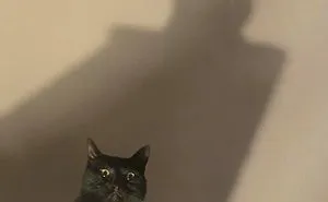 50 Overdramatic Cats Who Deserve An Oscar