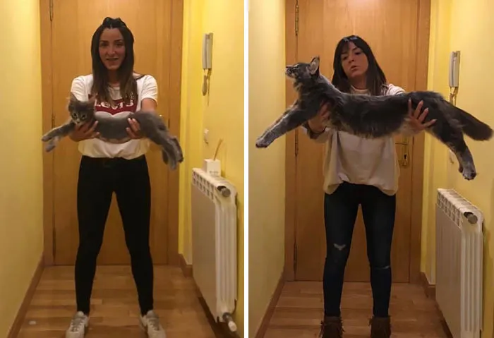 3 meses y 6 meses. Los Maine coon crecen rápido