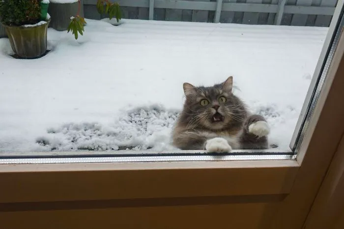 Let Me In