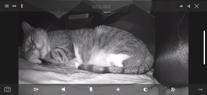Papá: No le vamos a dar de comer a ese gato silvestre. También papá: Le he puesto una caseta con calefacción en el jardín y una cámara para asegurarnos de que está a salvo