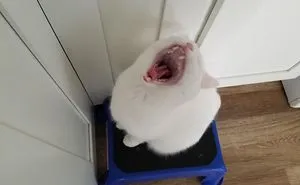 50 Overdramatic Cats Who Deserve An Oscar