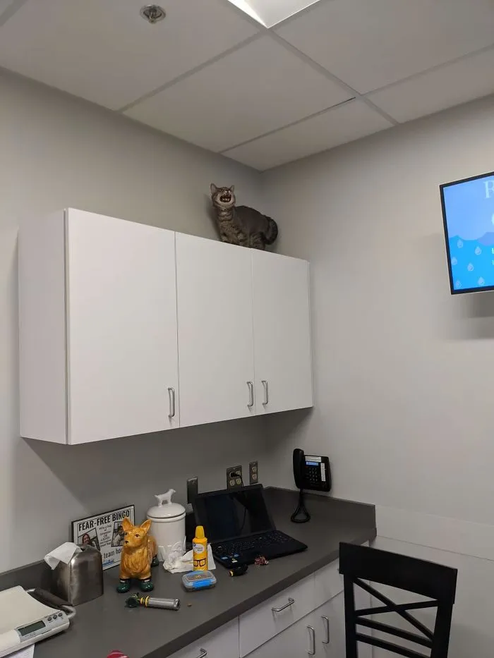 I Took My Boy To The Vet. This Is How He Felt About It