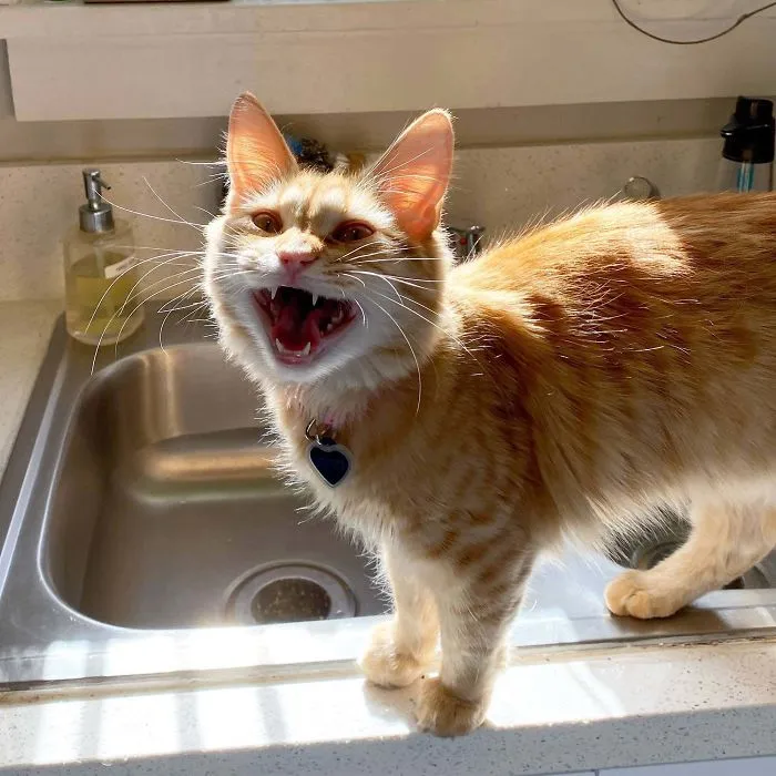 This Is Fridge. She Would Like To File A Formal Complaint With The Staff About Feeding Schedules