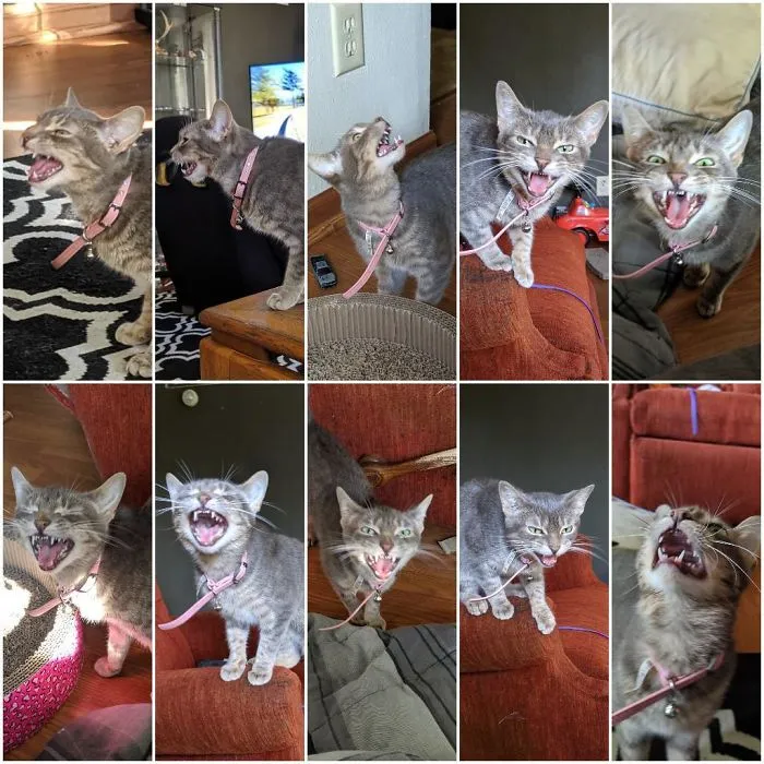 A Compilation Of My Cat Jasmine Screaming At Me Because She Swatted Her Crinkle Toy Under The Stove. She Screams So Loud She Shuts Her Eyes Sometimes. The Neighbours Hear Her From Outside The House. My Cat Is A Banshee