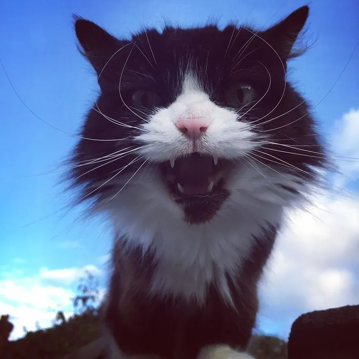 This Is Waffles. Waffles Has Been Shouting At Me For 10 Years. She’s My Ride Or Die
