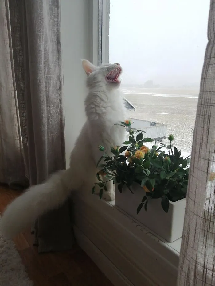 This Is My Baby Boy Haru, Currently Screaming At The Snow