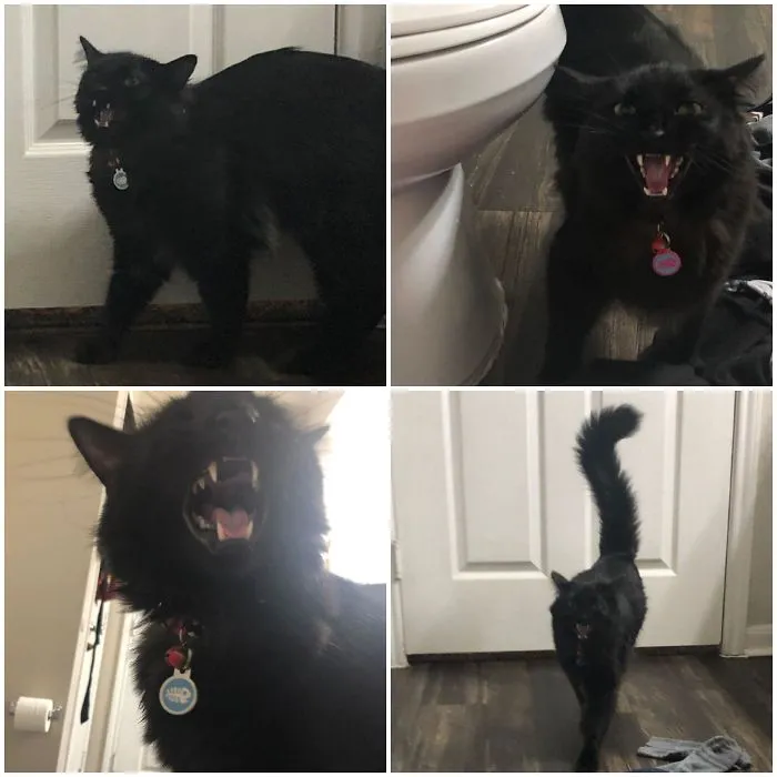 Gizmo quería entrar al baño. Ahora quiere salir
