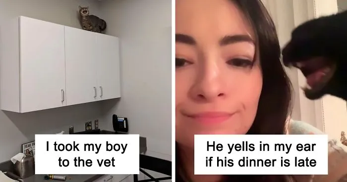 There's A Group Where People Share Pics Of Cats Meowing So Loud You Can Almost Hear These Images (30 Pics)