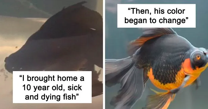 Dying, Neglected 10-Year-Old Goldfish Gets Returned To A Petstore, So This Person Nurses It Back To Health