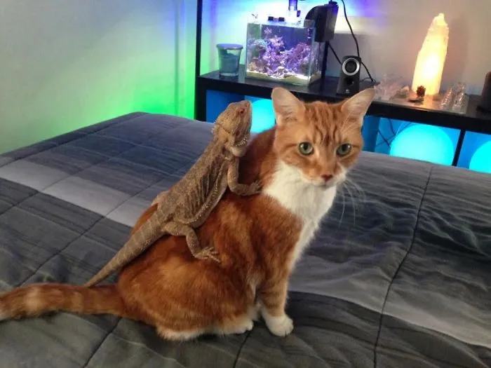 Lagarto cabalgando su montura