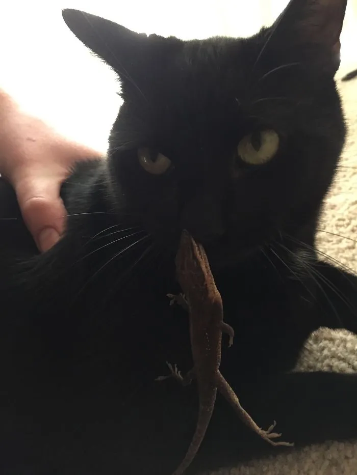 Se intentaron comer mutuamente
