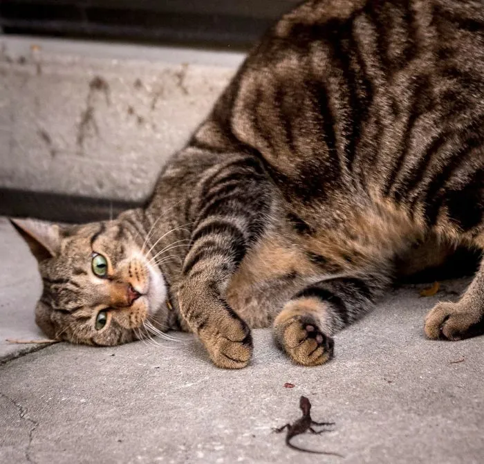 Gato contra lagartija