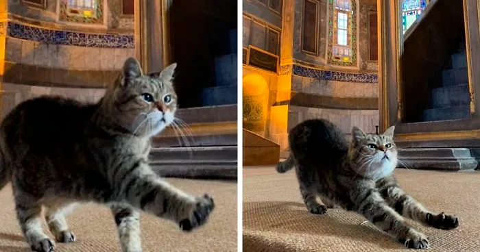 There's A Cat Permanently Living In The Hagia Sophia In Istanbul (30 Pics)