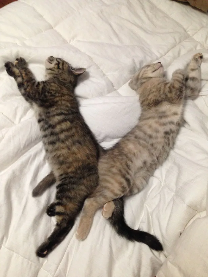 40 Personas que pillaron a sus gatos durmiendo juntos en extrañas posturas y tuvieron que compartirlo