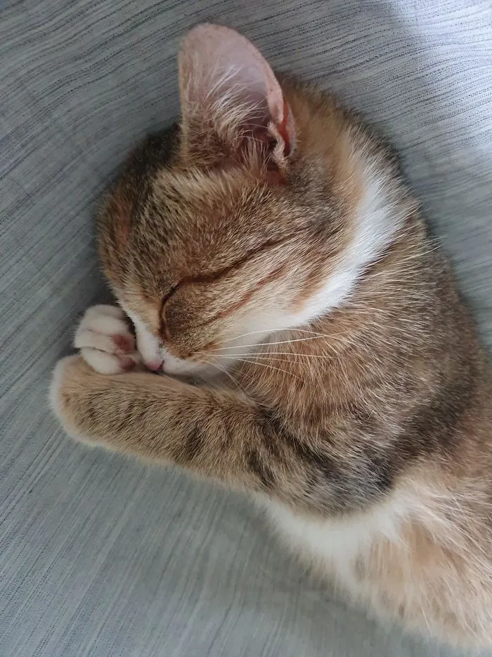I Always Thought I Adopted A Stray Cat, But From Time To Time She Just Looks Like A Little Bunny