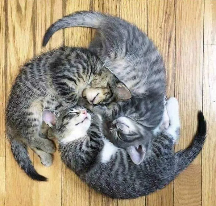 40 Personas que pillaron a sus gatos durmiendo juntos en extrañas posturas y tuvieron que compartirlo