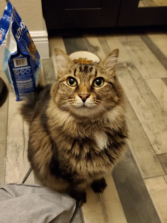 Acabo de adoptar a esta belleza de 8 años