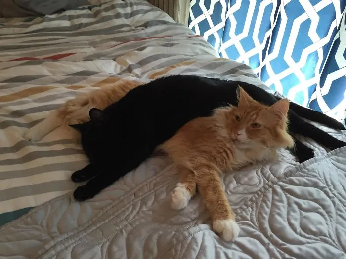 40 Personas que pillaron a sus gatos durmiendo juntos en extrañas posturas y tuvieron que compartirlo