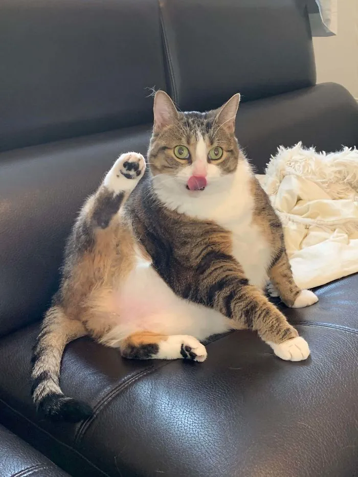 Acabo de adoptar a esta bola y se va a poner a dieta hoy