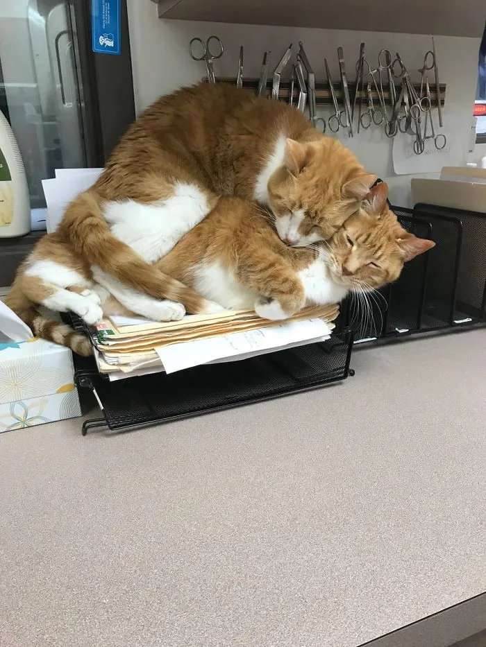 40 Personas que pillaron a sus gatos durmiendo juntos en extrañas posturas y tuvieron que compartirlo