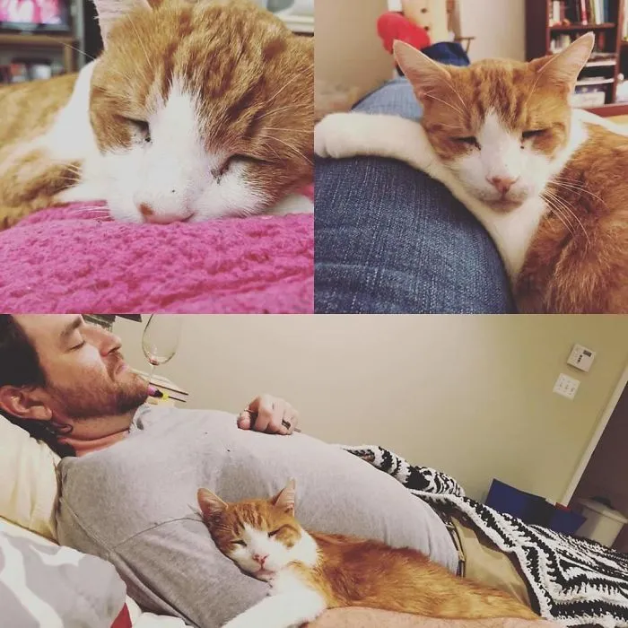 Had To Say Goodbye To Becker. Adopted Him At 18 Because He Needed A Final Home And He Surprised Us By Being The Most Loving Cat That Ever Lived. Never Missed An Opportunity To Get Pets And Would Always Greet You At The Door. I Don't Think He Ever Stopped Purring. #adoptdontshop