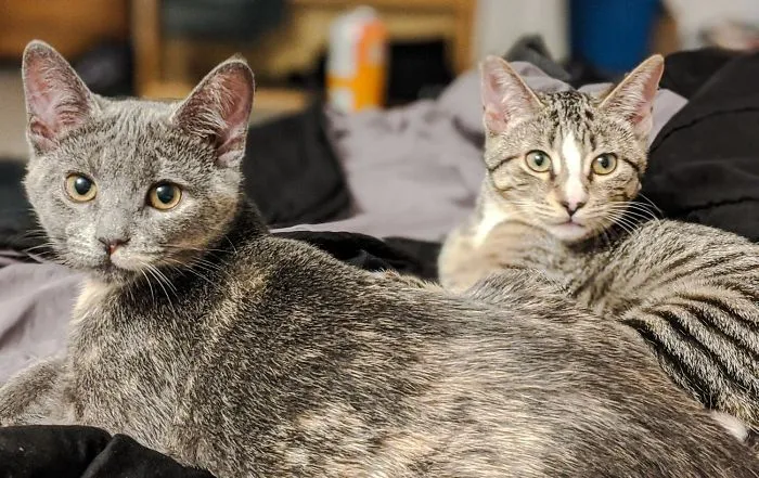 Adopté un gatito, y luego supe que lo encontraron enroscado en un tronco en el bosque junto a su hermana... así que adopté también a su hermana. Ash y Ember