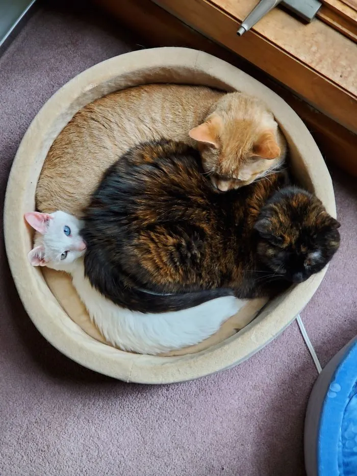 40 Personas que pillaron a sus gatos durmiendo juntos en extrañas posturas y tuvieron que compartirlo