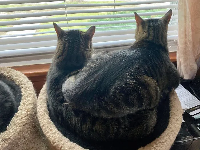 40 Personas que pillaron a sus gatos durmiendo juntos en extrañas posturas y tuvieron que compartirlo
