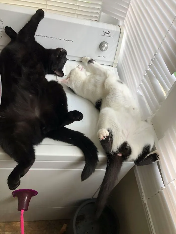 40 Personas que pillaron a sus gatos durmiendo juntos en extrañas posturas y tuvieron que compartirlo