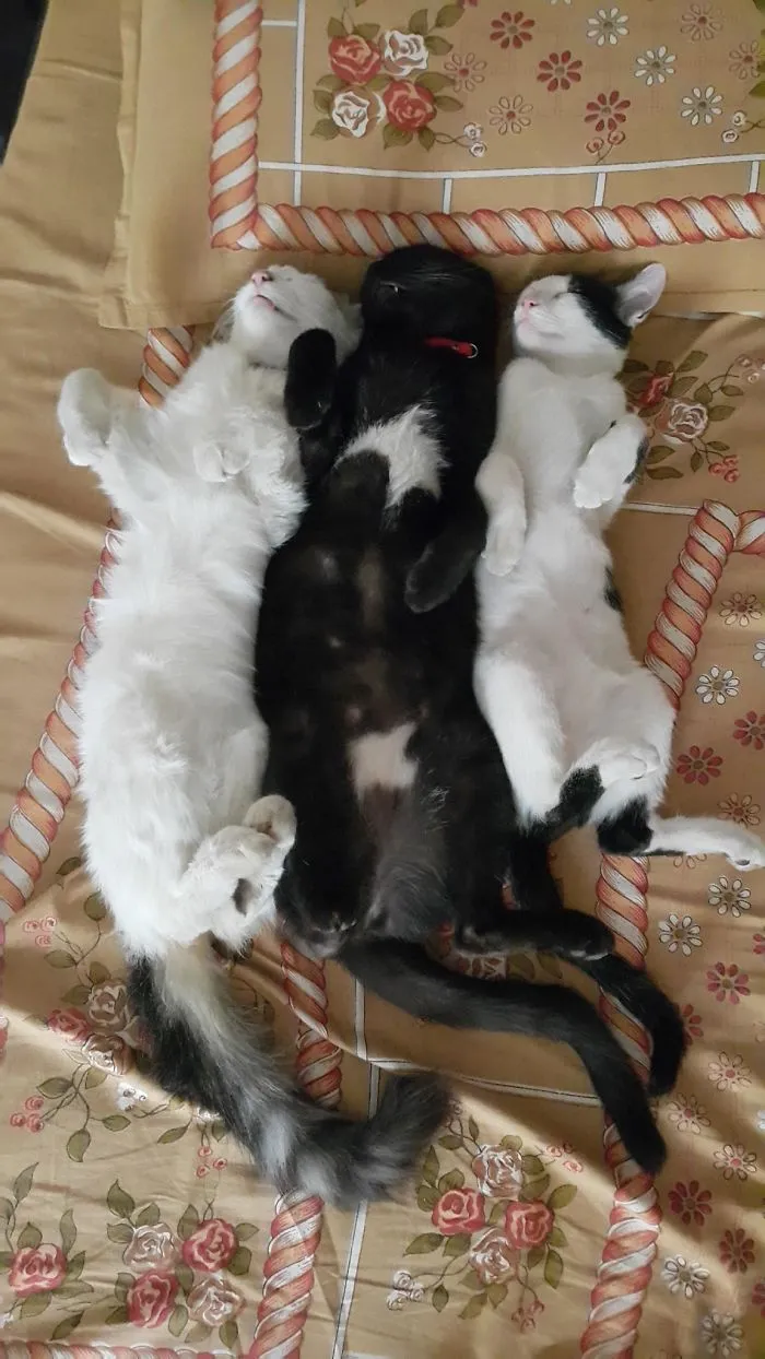 40 Personas que pillaron a sus gatos durmiendo juntos en extrañas posturas y tuvieron que compartirlo