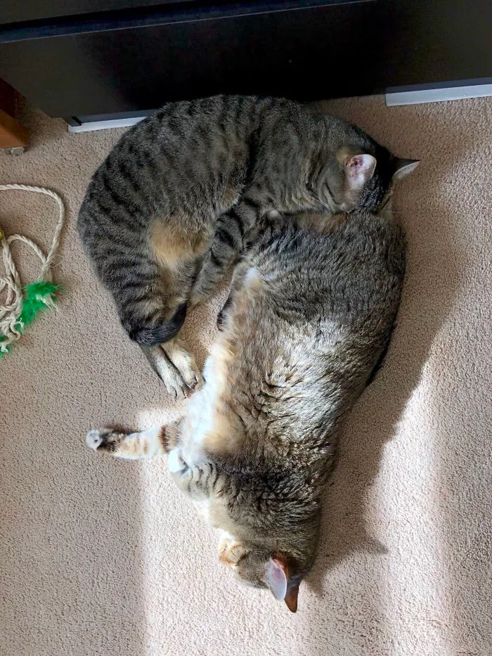 40 Personas que pillaron a sus gatos durmiendo juntos en extrañas posturas y tuvieron que compartirlo