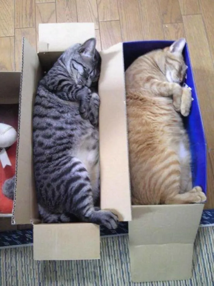 40 Personas que pillaron a sus gatos durmiendo juntos en extrañas posturas y tuvieron que compartirlo