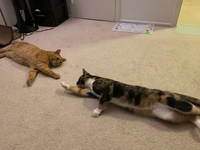 40 Personas que pillaron a sus gatos durmiendo juntos en extrañas posturas y tuvieron que compartirlo