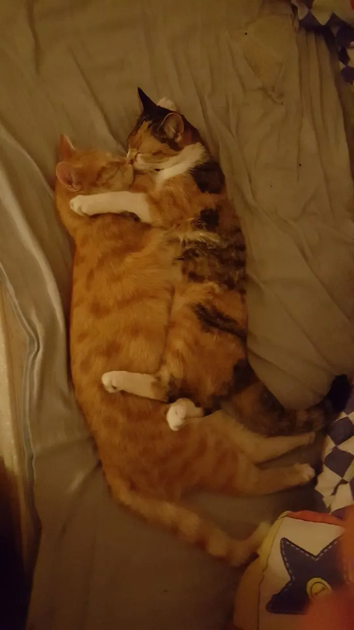 40 Personas que pillaron a sus gatos durmiendo juntos en extrañas posturas y tuvieron que compartirlo