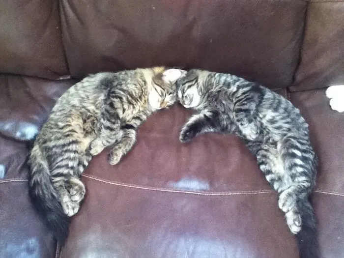 40 Personas que pillaron a sus gatos durmiendo juntos en extrañas posturas y tuvieron que compartirlo