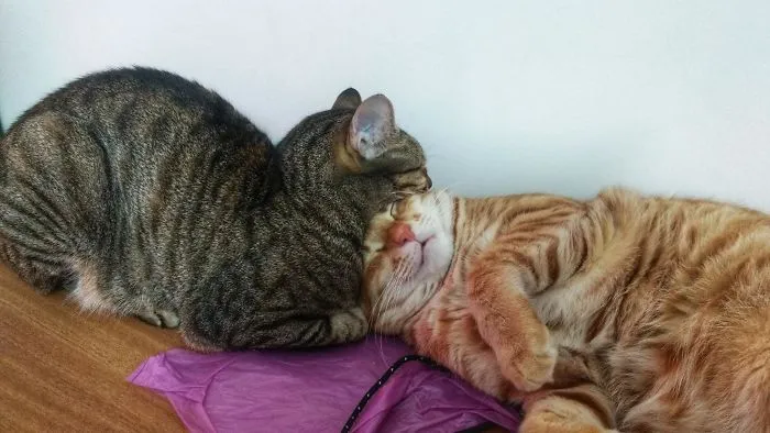 40 Personas que pillaron a sus gatos durmiendo juntos en extrañas posturas y tuvieron que compartirlo