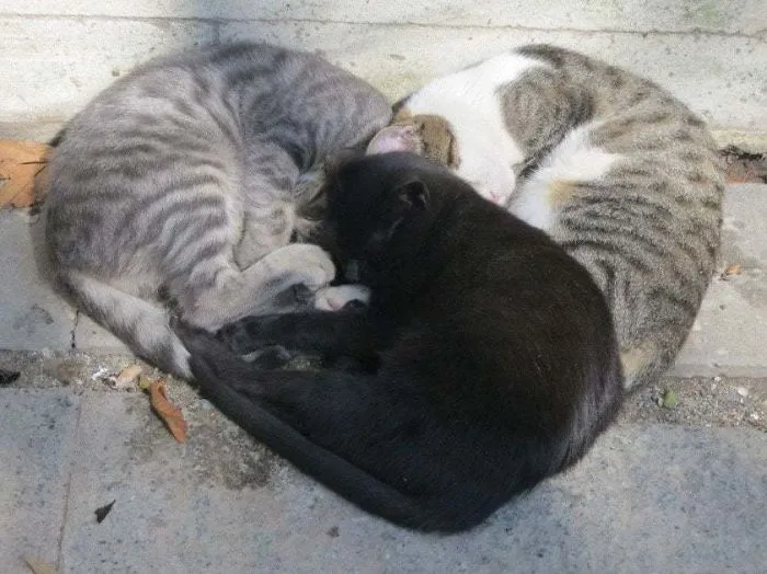 40 Personas que pillaron a sus gatos durmiendo juntos en extrañas posturas y tuvieron que compartirlo