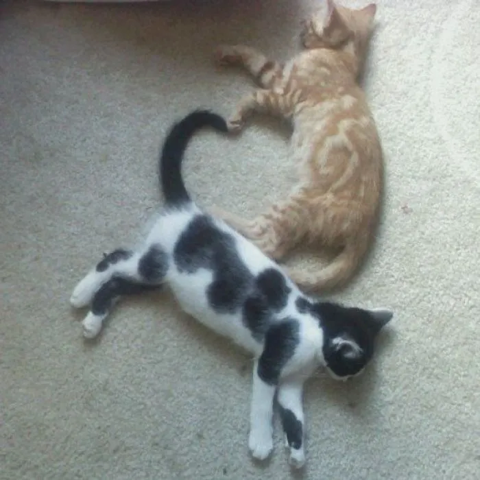 People Are Posting Cats Sleeping Together In The Weirdest Positions And Forming New Shapes (63 Pics)