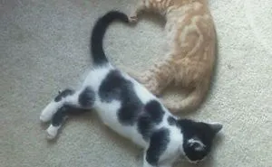 40 Times People Caught Their Cats Sleeping Together In Such Weird Positions, They Just Had To Share The Pics Online