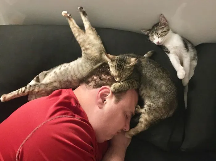 40 Personas que pillaron a sus gatos durmiendo juntos en extrañas posturas y tuvieron que compartirlo