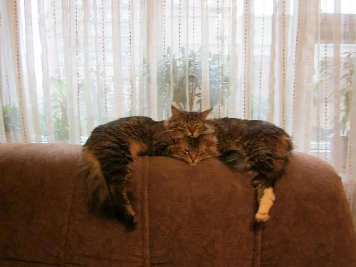 40 Personas que pillaron a sus gatos durmiendo juntos en extrañas posturas y tuvieron que compartirlo