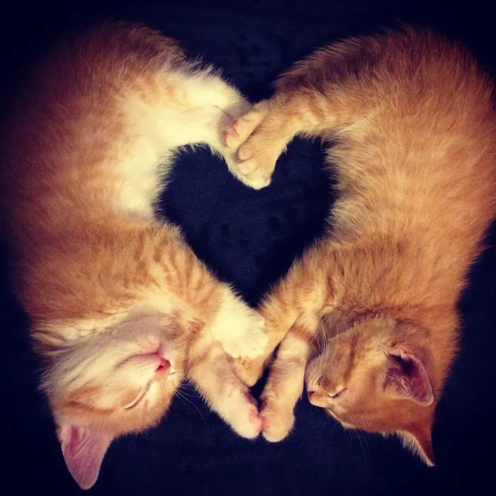 40 Personas que pillaron a sus gatos durmiendo juntos en extrañas posturas y tuvieron que compartirlo