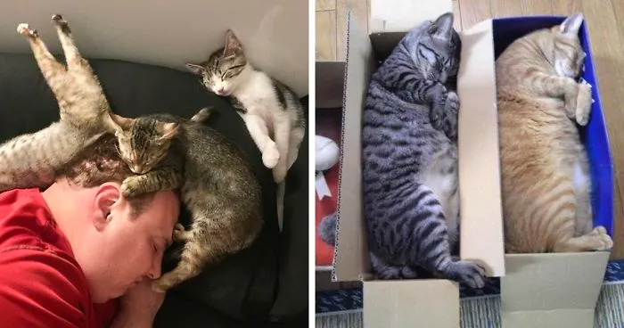 40 Personas que pillaron a sus gatos durmiendo juntos en extrañas posturas y tuvieron que compartirlo