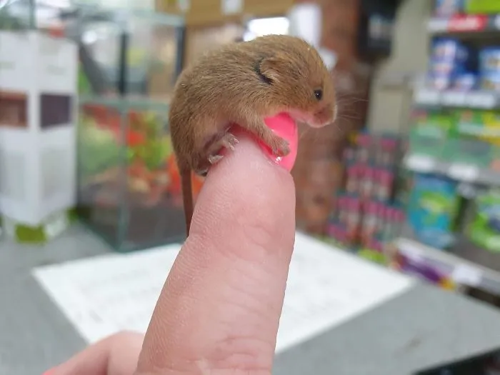 Un pequeño ratón espiguero bebé 
