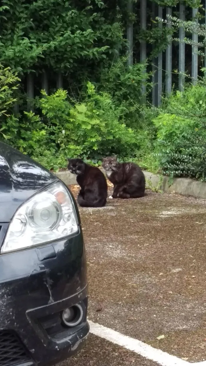 Felt Like I Was Interrupting A Cat Drug Deal Today