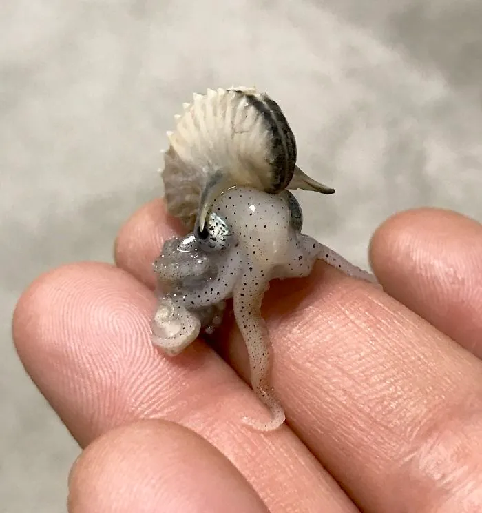 Even The Kraken Was Cute Once Upon A Time